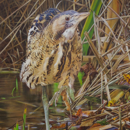 Bog Bumper Emerging from the Moss by Robert Cook | Realistic Bird Painting for sale as part of the New Light Art Prize available at The Biscuit Factory 