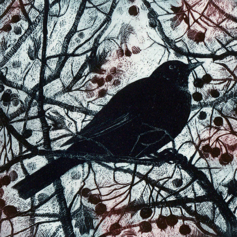 November Blackbird by Pamela Grace | Limited Edition Print for sale at The Biscuit Factory Newcastle 